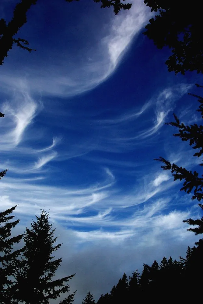 Thin, high cirrus clouds tend to warm the surface by trapping infrared energy